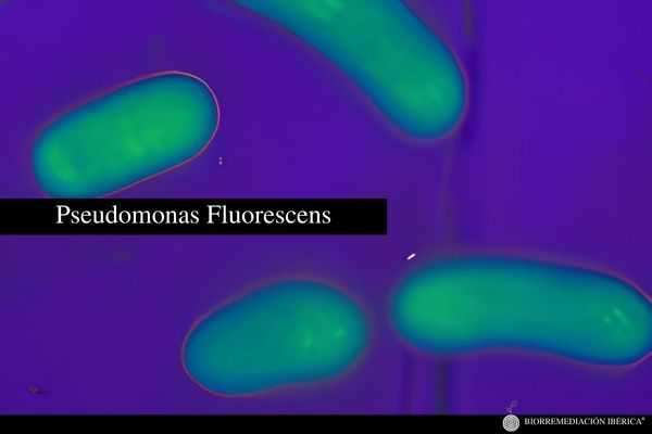 Pseudomonas fluorescens, bacilo Gram-negativo