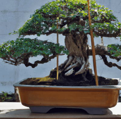 Abono orgánico bonsai