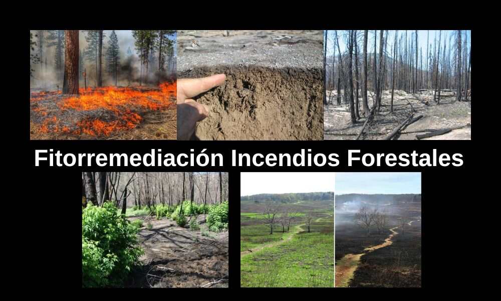 biorremediación aplicada a suelos afectados por incendios forestales