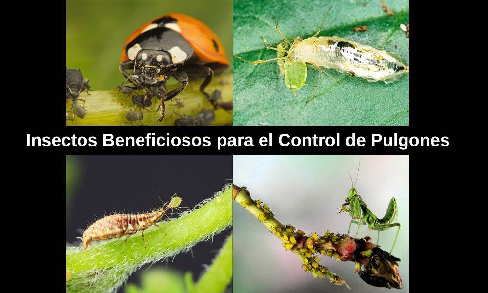 Insectos para el Control de Pulgones